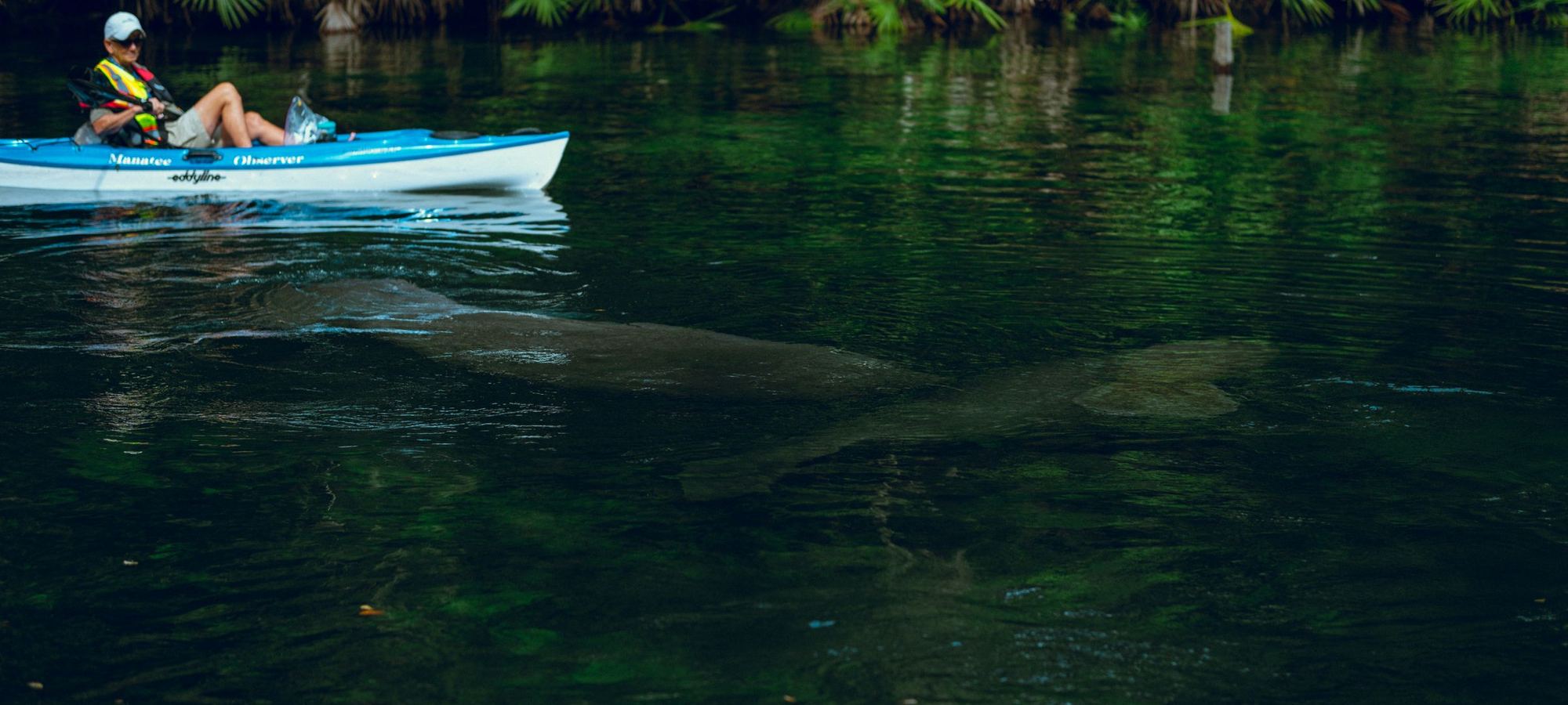 A kayaker paddling beside a manatee on a clear Florida spring
